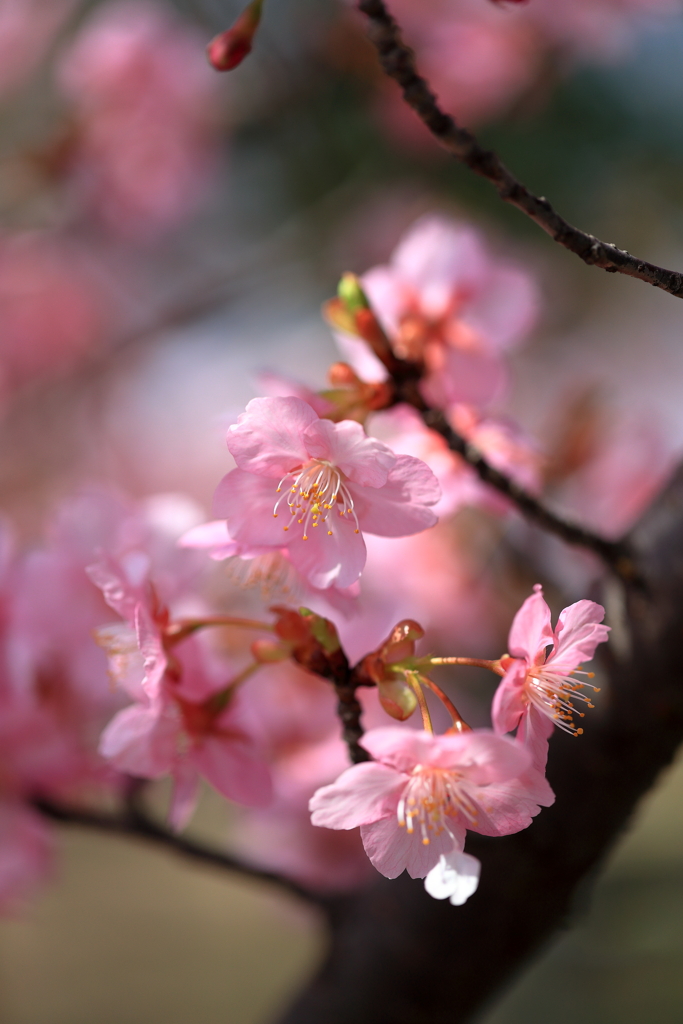 河津桜