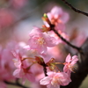 河津桜
