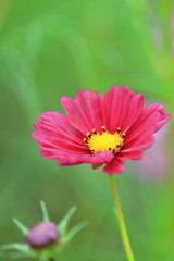 コスモス
