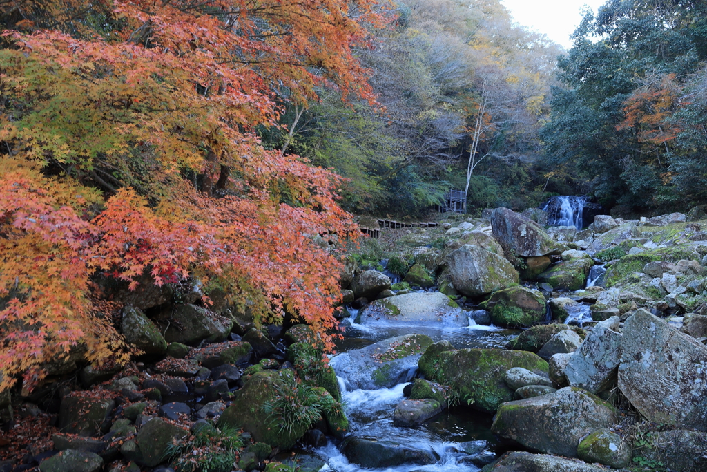 鳴滝森林公園の紅葉