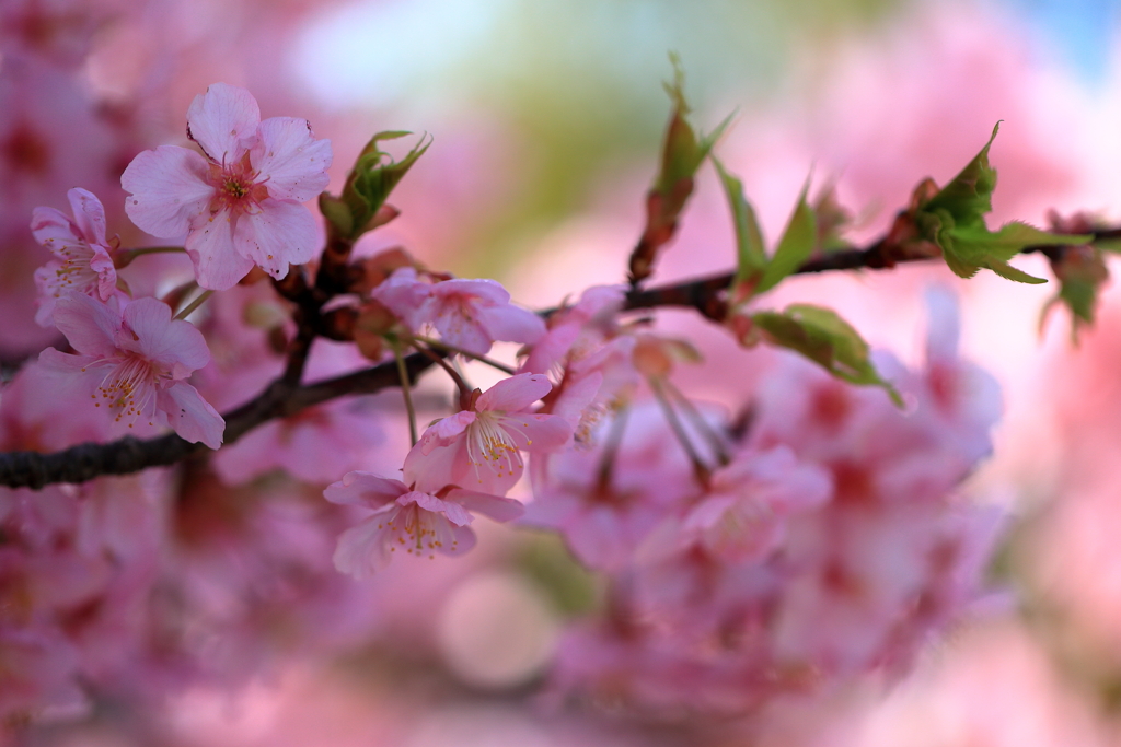 河津桜