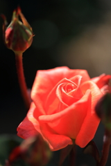 薔薇