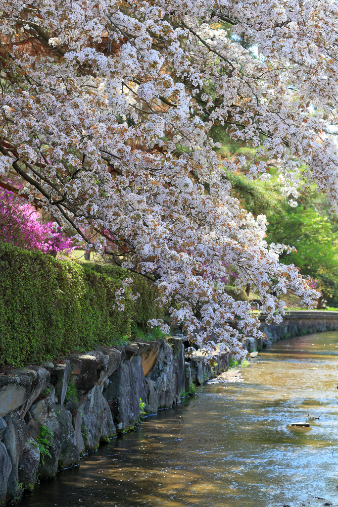 深山公園の山桜