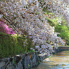 深山公園の山桜