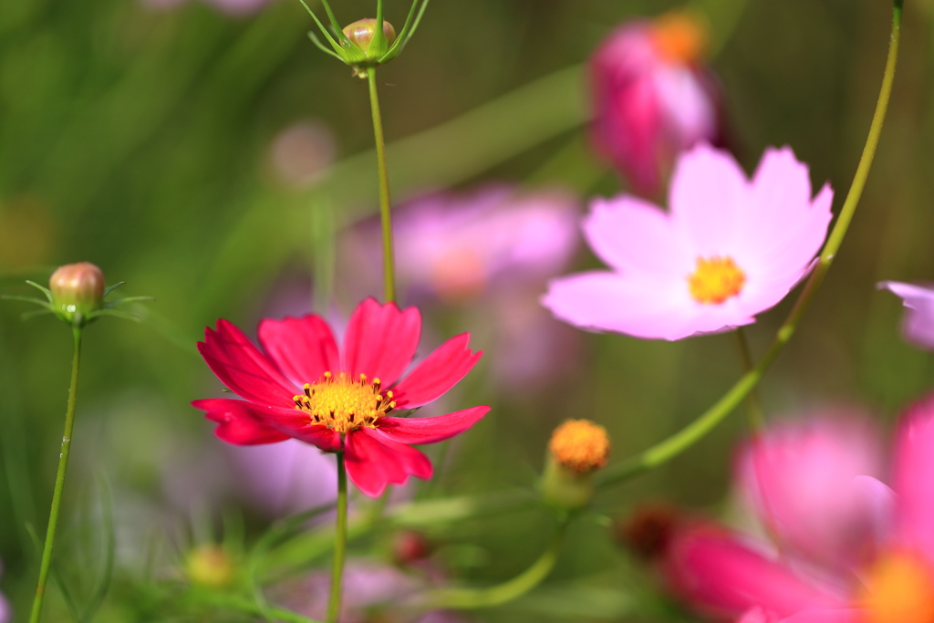 コスモス