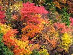 DSCF0531