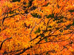 DSCF0504
