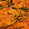DSCF0504