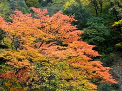 DSCF0501