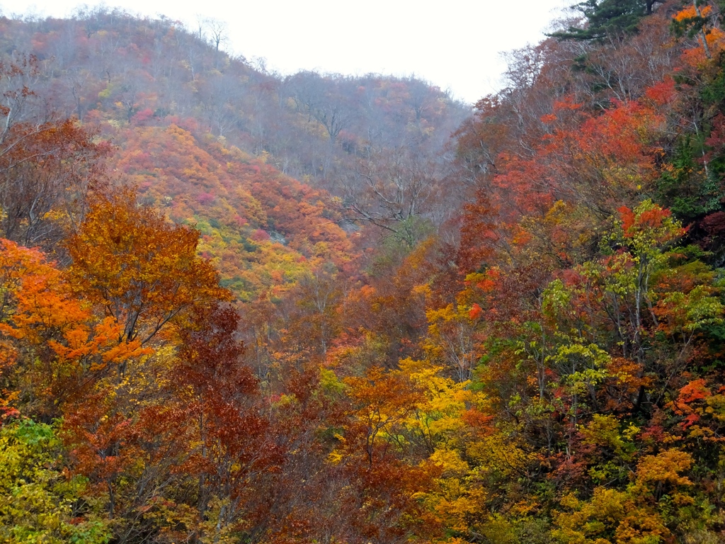 DSCF0534