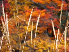 DSCF0541