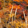 DSCF0541