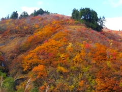 DSCF0545