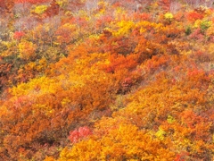 DSCF0547