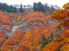 DSCF0550