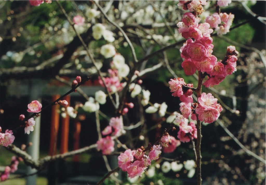 梅　その２