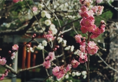 梅　その２