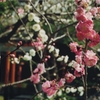 梅　その２
