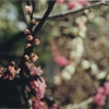 梅　その１