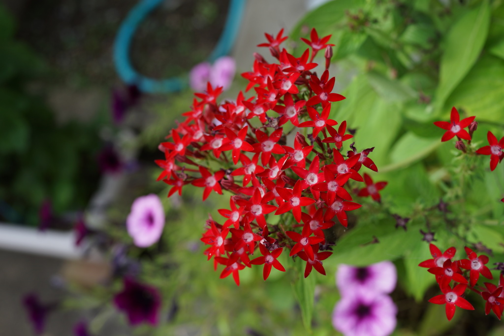 赤の小花