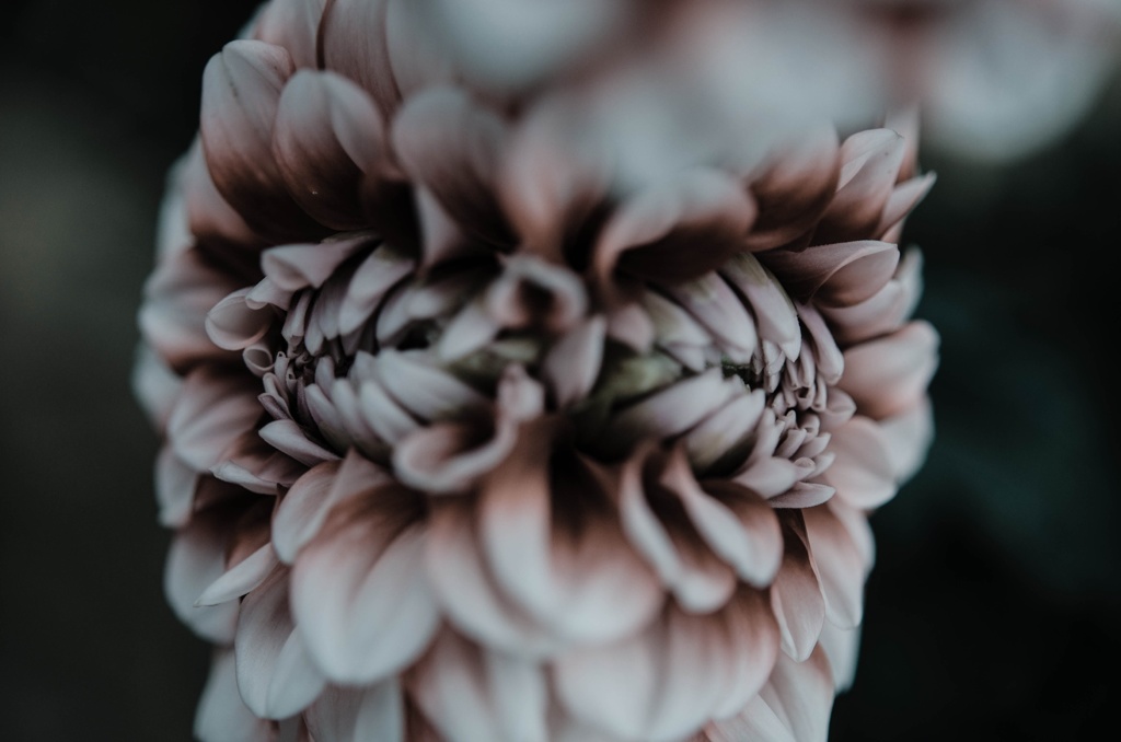 花鏡