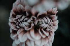 花鏡
