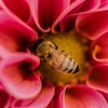 蜂