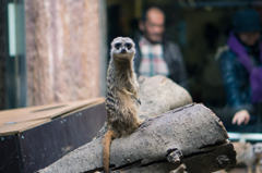 ueno zoo