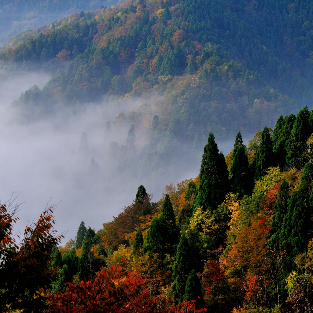 色づく山と雲の海