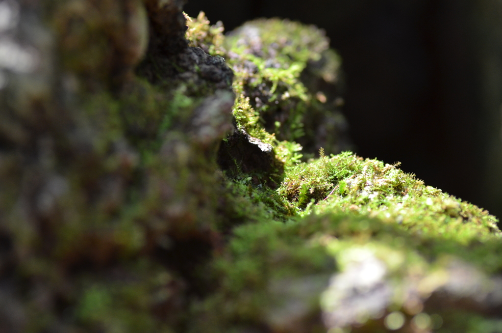 苔岩