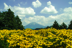 山裾の花畑