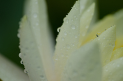 雨上がり