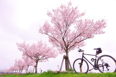 小野桜つつみ
