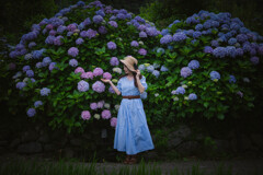 紫陽花のころ