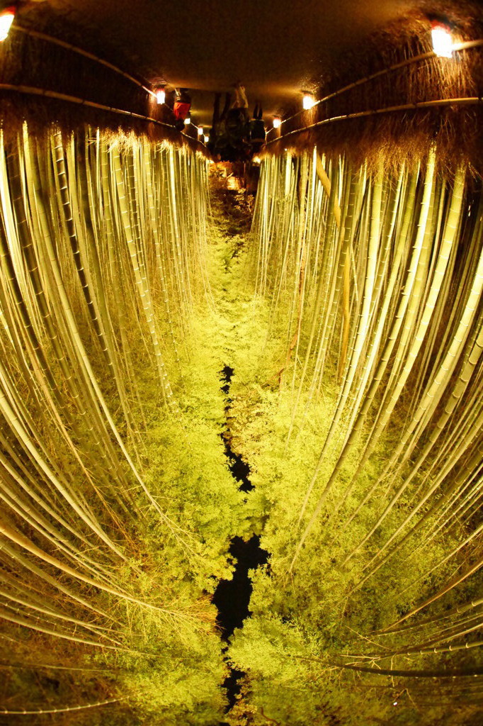 嵐山　花灯路　嵯峨　竹林の道