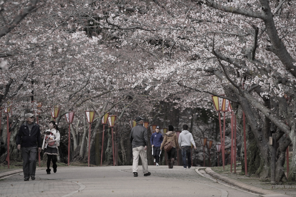 桜の花の咲く頃に