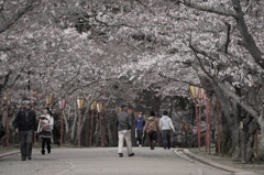 桜の花の咲く頃に