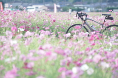 コスモス　-乙女調-　with　roadbike