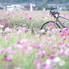 コスモス　-乙女調-　with　roadbike