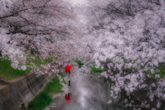 桜の花の散る頃に