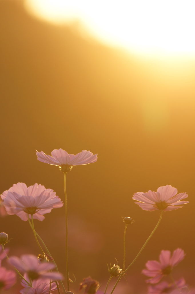 秋桜
