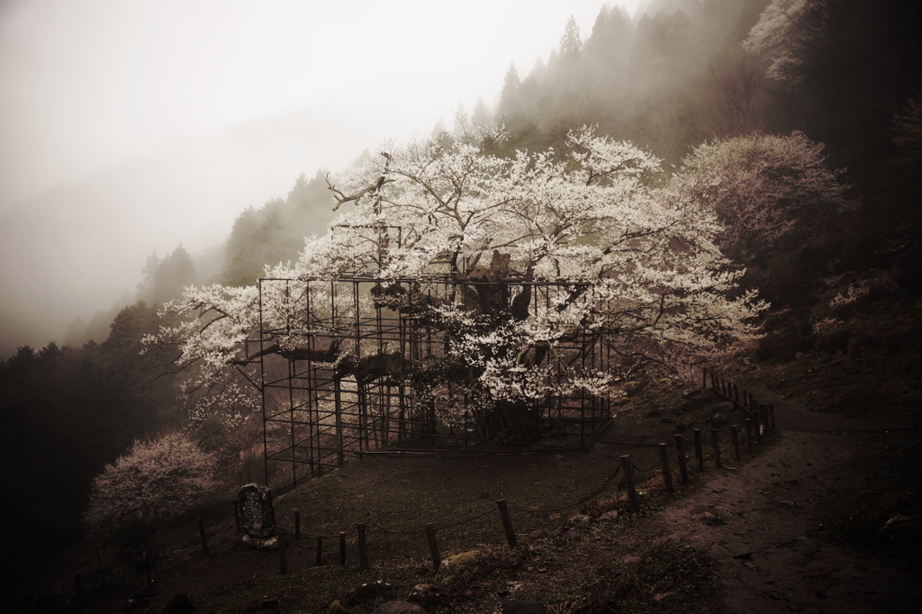 千年サクラ