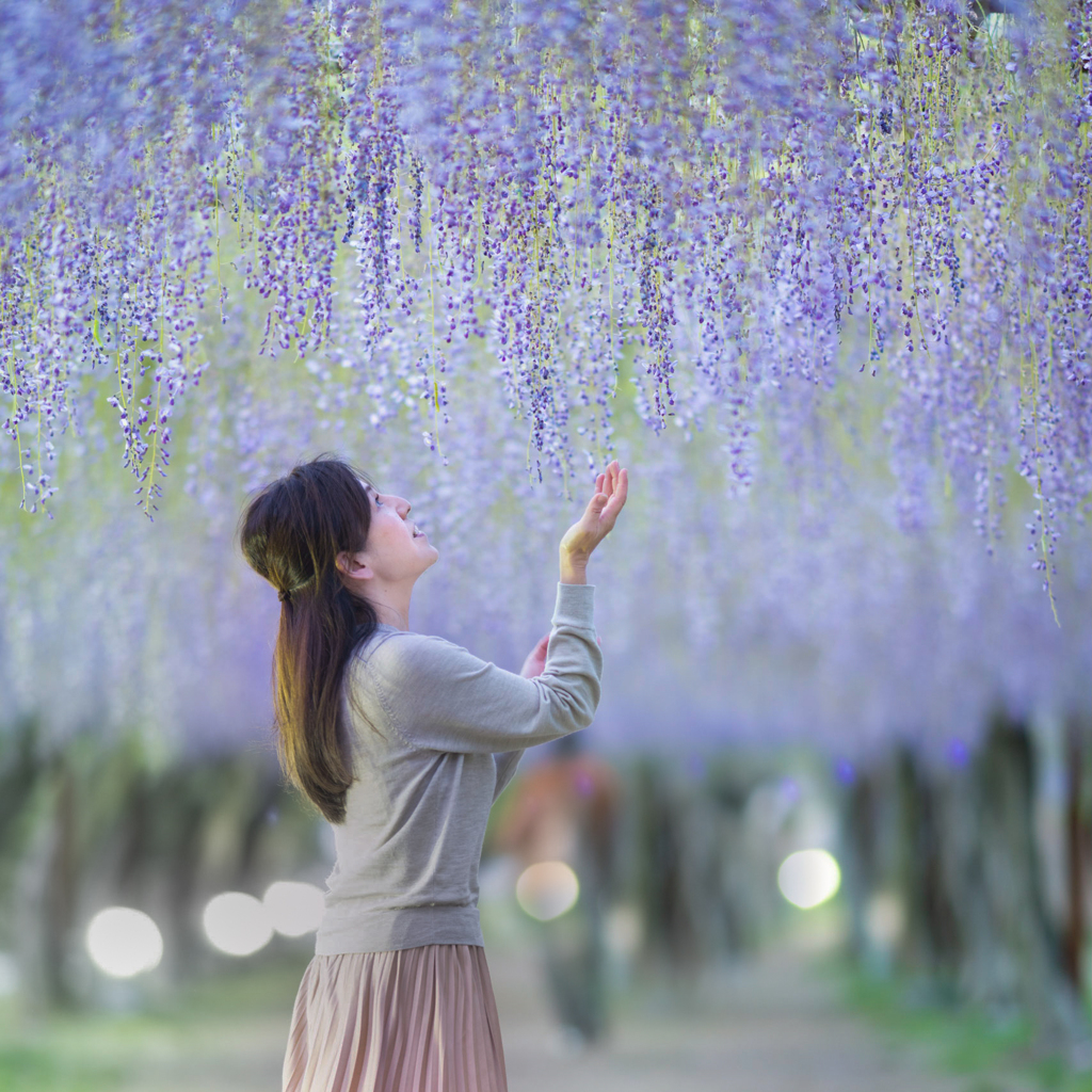藤の花の咲く頃に