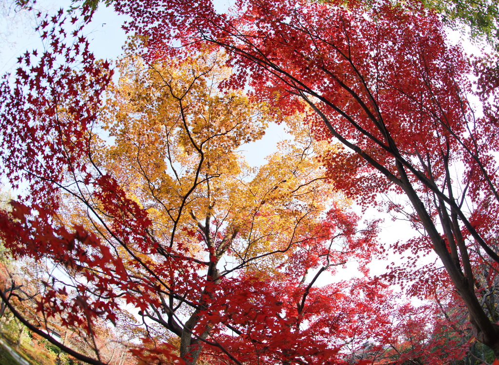 紅い河