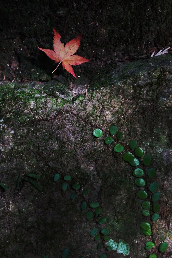 ひとひらの秋