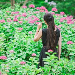 華・花　紫陽花