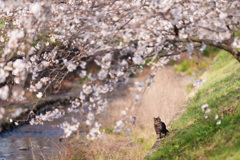 にゃんこのいる風景