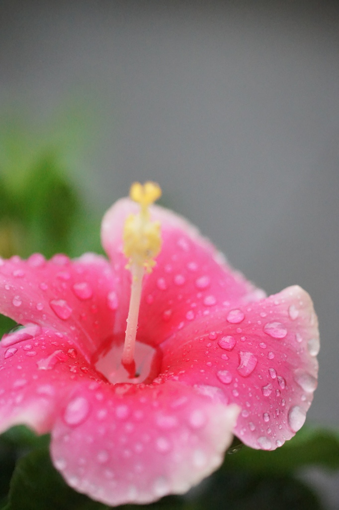 めぐみの雨