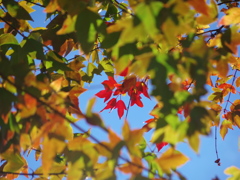 花散里の天辺