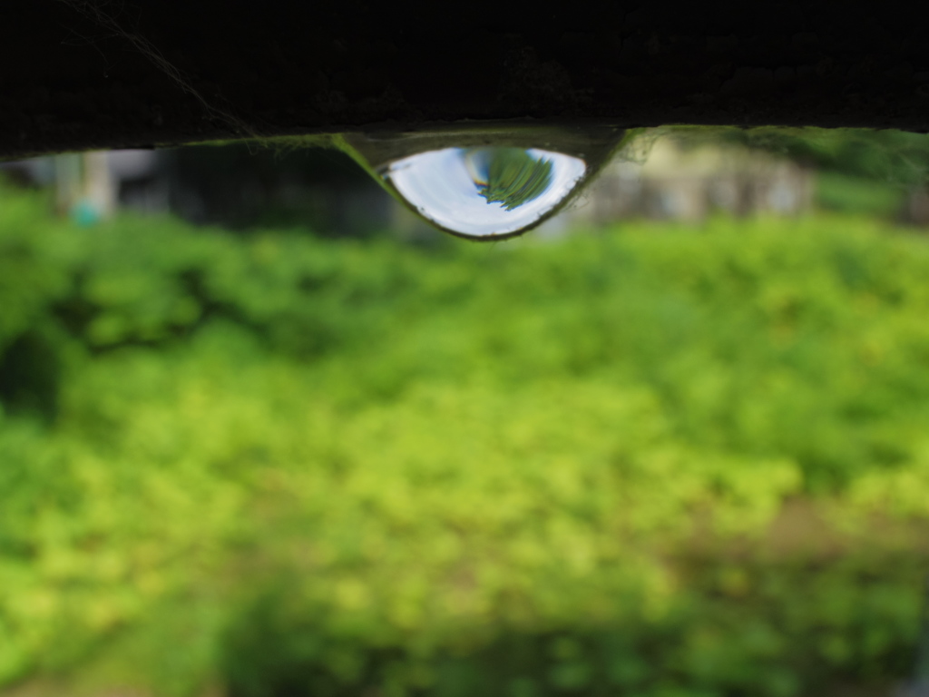 雨上がりのしずく